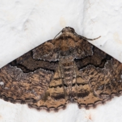 Aporoctena undescribed species at Melba, ACT - 24 Nov 2021 01:08 AM