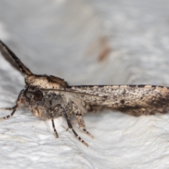 Aporoctena undescribed species at Melba, ACT - 24 Nov 2021 01:08 AM