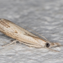Culladia cuneiferellus (Crambinae moth) at Melba, ACT - 23 Nov 2021 by kasiaaus