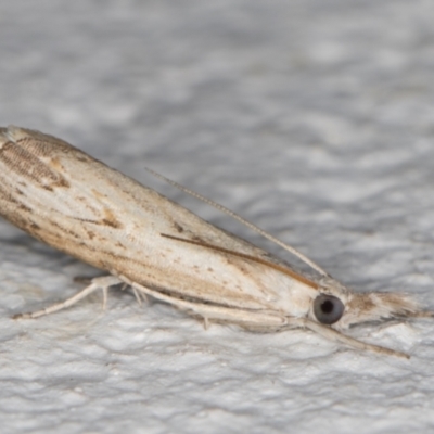 Culladia cuneiferellus (Crambinae moth) at Melba, ACT - 23 Nov 2021 by kasiaaus