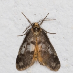 Anestia (genus) (A tiger moth) at Melba, ACT - 24 Nov 2021 by kasiaaus