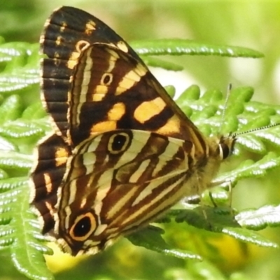 Oreixenica kershawi (Striped Xenica) at Cotter River, ACT - 3 Feb 2022 by JohnBundock