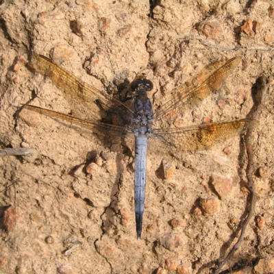 Orthetrum caledonicum (Blue Skimmer) at Denman Prospect 2 Estate Deferred Area (Block 12) - 2 Feb 2022 by MatthewFrawley