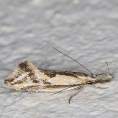 Thema macroscia (A concealer moth) at Melba, ACT - 23 Nov 2021 by kasiaaus