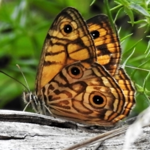 Geitoneura acantha at Cotter River, ACT - 3 Feb 2022 02:15 PM