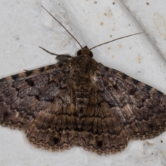 Diatenes aglossoides (An Erebid Moth) at Melba, ACT - 24 Nov 2021 by kasiaaus
