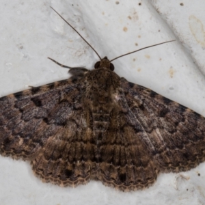 Diatenes aglossoides at Melba, ACT - 24 Nov 2021 09:35 PM