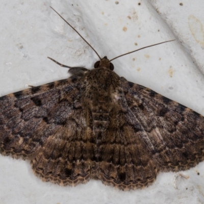 Diatenes aglossoides (An Erebid Moth) at Melba, ACT - 24 Nov 2021 by kasiaaus