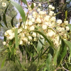 Acacia implexa (Hickory Wattle, Lightwood) at Stromlo, ACT - 2 Feb 2022 by MatthewFrawley