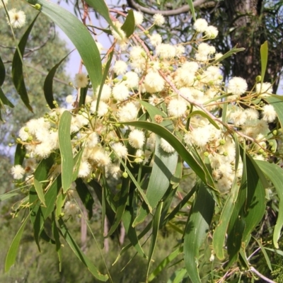 Acacia implexa (Hickory Wattle, Lightwood) at Stromlo, ACT - 3 Feb 2022 by MatthewFrawley