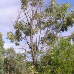 Acacia implexa at Stromlo, ACT - 3 Feb 2022 09:10 AM