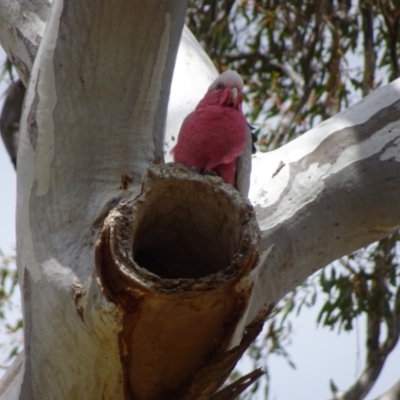 Eolophus roseicapilla (Galah) at Budjan Galindji (Franklin Grassland) Reserve - 25 Oct 2018 by JanetRussell