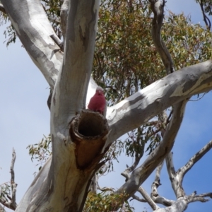 Eolophus roseicapilla at Franklin, ACT - 25 Oct 2018