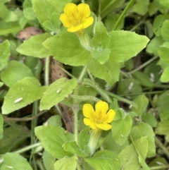 Erythranthe moschata (Musk) at Cotter River, ACT - 3 Feb 2022 by JaneR