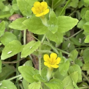 Erythranthe moschata at Cotter River, ACT - 3 Feb 2022