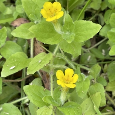 Erythranthe moschata (Musk) at Cotter River, ACT - 3 Feb 2022 by JaneR