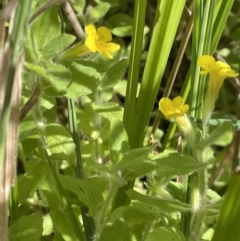 Erythranthe moschata at Cotter River, ACT - 3 Feb 2022