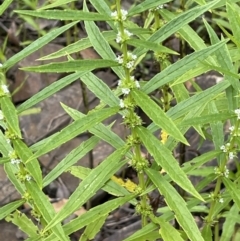 Lycopus australis at Cotter River, ACT - 3 Feb 2022