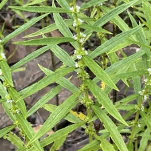 Lycopus australis at Cotter River, ACT - 3 Feb 2022