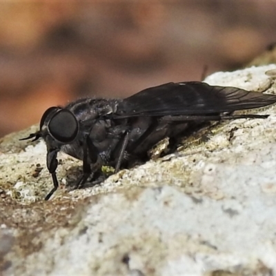 Tabanidae (family) (Unidentified march or horse fly) at Cotter River, ACT - 3 Feb 2022 by JohnBundock