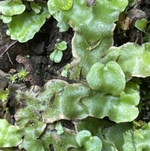 Lunularia cruciata at Cotter River, ACT - 3 Feb 2022