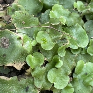 Lunularia cruciata at Cotter River, ACT - 3 Feb 2022