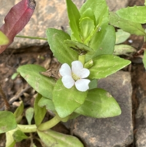 Gratiola peruviana at Cotter River, ACT - 3 Feb 2022