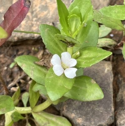 Gratiola peruviana (Australian Brooklime) at Cotter River, ACT - 3 Feb 2022 by JaneR