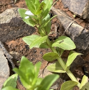 Gratiola peruviana at Cotter River, ACT - 3 Feb 2022