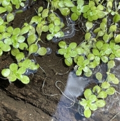 Callitriche stagnalis (Common Starwort) at Cotter River, ACT - 3 Feb 2022 by JaneR