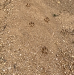 Canis lupus (Dingo / Wild Dog) at Cotter River, ACT - 3 Feb 2022 by JaneR