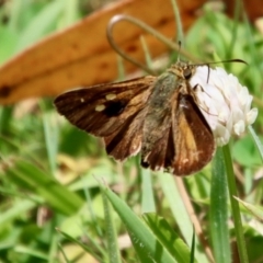 Timoconia flammeata (Bright Shield-skipper) at Mongarlowe, NSW - 3 Feb 2022 by LisaH