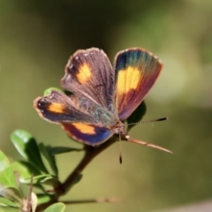 Paralucia aurifera (Bright Copper) at Mongarlowe River - 3 Feb 2022 by LisaH