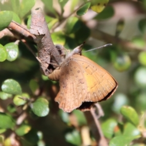 Paralucia aurifera at Mongarlowe, NSW - 3 Feb 2022