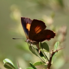 Paralucia aurifera at Mongarlowe, NSW - 3 Feb 2022