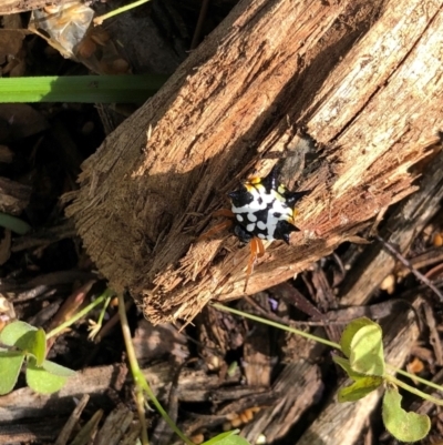 Austracantha minax (Christmas Spider, Jewel Spider) at Molonglo Valley, ACT - 3 Feb 2022 by AndyRussell