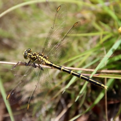 Austrogomphus guerini (Yellow-striped Hunter) at Mongarlowe, NSW - 3 Feb 2022 by LisaH