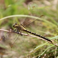 Austrogomphus guerini at QPRC LGA - 3 Feb 2022