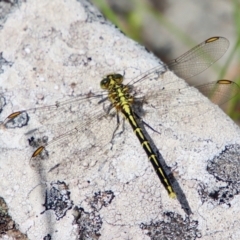 Austrogomphus guerini at QPRC LGA - 3 Feb 2022