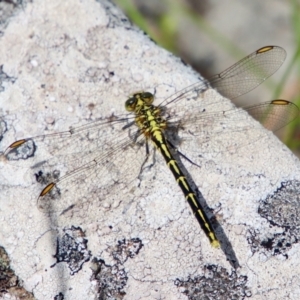 Austrogomphus guerini at QPRC LGA - suppressed