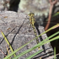 Austrogomphus guerini at QPRC LGA - suppressed