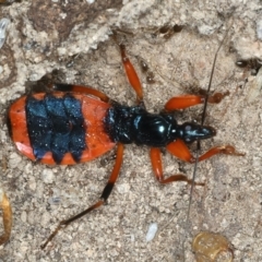 Ectomocoris patricius (Ground assassin bug) at Bango, NSW - 3 Feb 2022 by jb2602