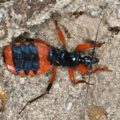 Ectomocoris patricius (Ground assassin bug) at Bango, NSW - 3 Feb 2022 by jbromilow50