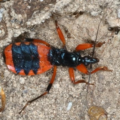 Ectomocoris patricius (Ground assassin bug) at Bango, NSW - 3 Feb 2022 by jb2602