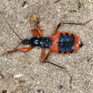 Ectomocoris patricius at Bango, NSW - 3 Feb 2022