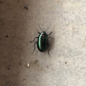 Chalcopteroides columbinus at Reid, ACT - 1 Feb 2022 06:57 PM