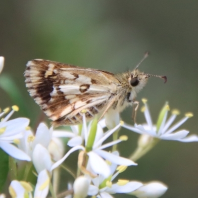 Anisynta monticolae (Montane grass-skipper) at Mongarlowe River - 3 Feb 2022 by LisaH