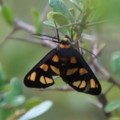 Amata (genus) (Handmaiden Moth) at Mongarlowe River - 3 Feb 2022 by LisaH