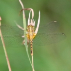 Diplacodes bipunctata (Wandering Percher) at Mongarlowe River - 3 Feb 2022 by LisaH