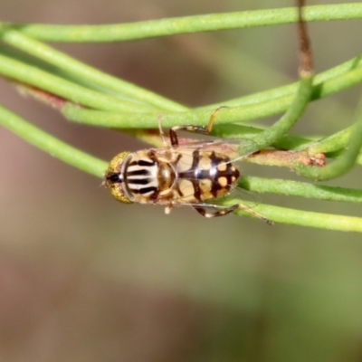 Eristalinus punctulatus (Golden Native Drone Fly) at Mongarlowe River - 3 Feb 2022 by LisaH